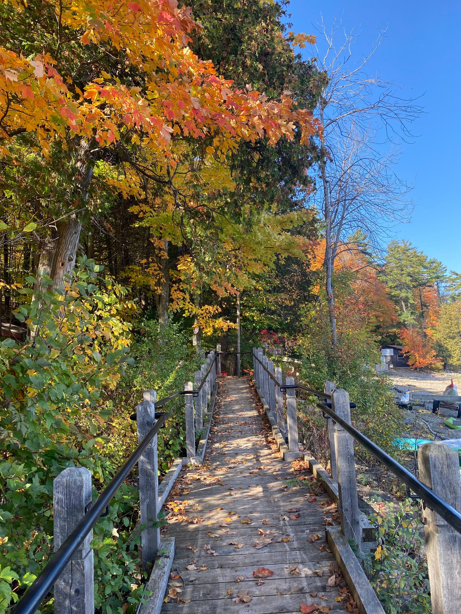 A view up the ramp from the ORCC shoreline with the changing leaves reaching over the ramp.